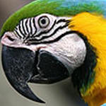 Amazons, Macaws & Similar Sized Birds