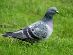 Medicated Pigeon Feed